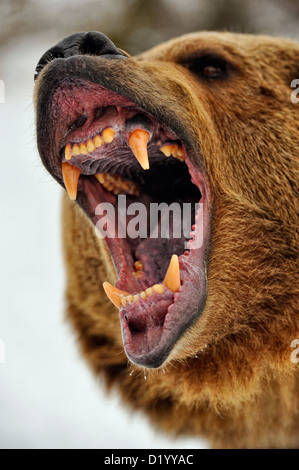 Grizzly Bear (Ursus arctos) knurrenden, grimmigen Ausdruck, Captive angehoben Muster, Bozeman, Montana, USA Stockfoto