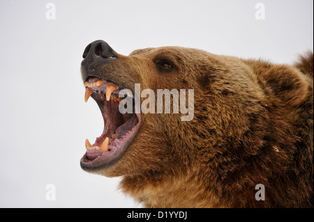 Grizzly Bear (Ursus arctos) knurrenden, grimmigen Ausdruck, Captive angehoben Muster, Bozeman, Montana, USA Stockfoto