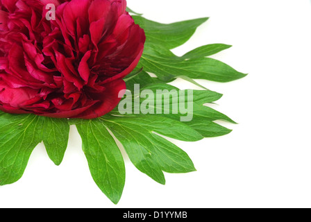 Nahaufnahme einer frischen roten Pfingstrose Blume isoliert auf weiss. Dekorative Ecke Zusammensetzung. Stockfoto