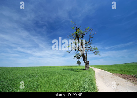 Einsame alte Eiche wachsen entlang der Straße zwischen Feldern im späten Frühjahr. Polen, Malopolskie, Suloszowa. Stockfoto
