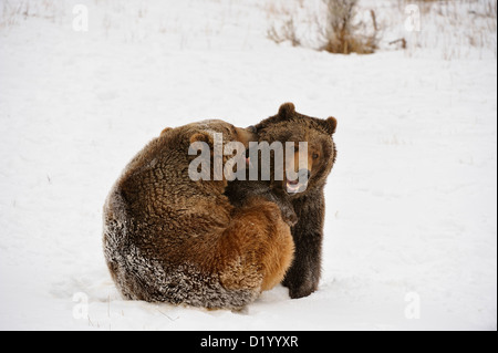 Grizzly Bear (Ursus arctos) Geschwister ringen, spielen, kämpfen, Captive angehoben Muster, Bozeman, Montana, USA Stockfoto