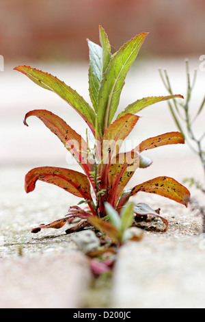 Epilobium (Unkraut) durch eine Lücke in Pflastersteinen wächst Stockfoto