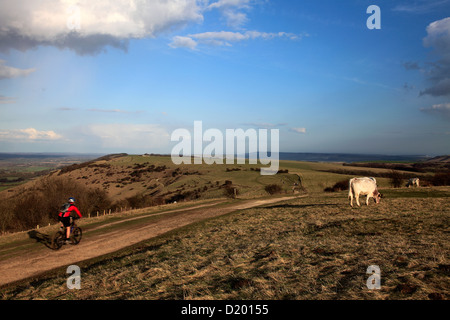 Blick auf ein Mountainbiker vorbei an Vieh auf die Ditchling Beacon Naturschönheit in South Downs National Park, Sussex, England, UK Stockfoto