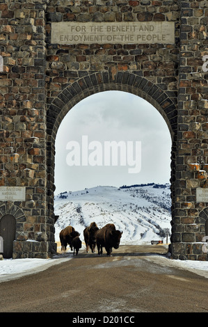 Amerikanische Bisons (Bison Bison) zu Fuß durch den Roosevelt Arch Eingang, Yellowstone National Park, Montana USA Stockfoto