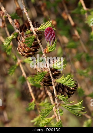 Europäische Lärche, Larix Decidua, Tannenbäumen. Europa. Stockfoto