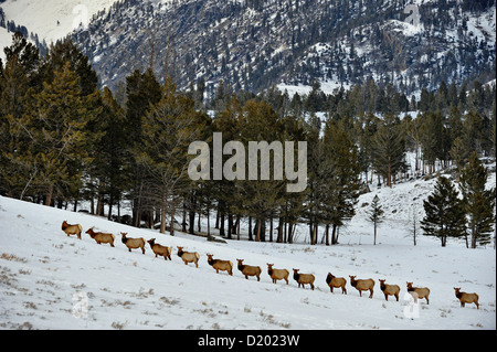 Elch, Wapiti (Cervus Elaphus) zu Fuß auf einen verschneiten Hang, Yellowstone-Nationalpark, Wyoming, USA Stockfoto