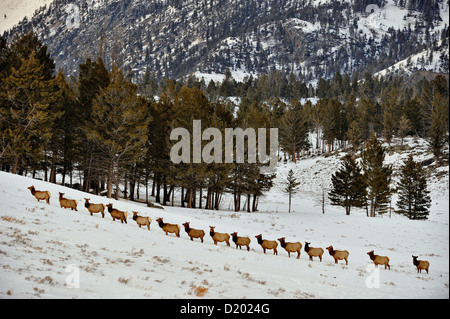 Elch, Wapiti (Cervus Elaphus) zu Fuß auf einen verschneiten Hang, Yellowstone-Nationalpark, Wyoming, USA Stockfoto