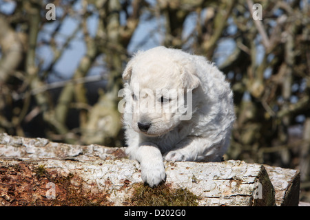 Mudi (ungarischer Schäferhund) Welpe weiß auf einem Holz Hund Stockfoto