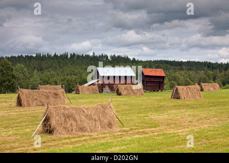 Pferdegespanne mit Grasschnitt Trocknen auf Hayfield und hölzernen Scheunen im Jämtland, Schweden, Scandinavia Stockfoto