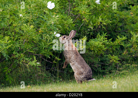 Europäische Kaninchen / gemeinsame Kaninchen (Oryctolagus Cuniculus) stehen aufrecht und Essen fährt vom Busch entlang Feld Stockfoto