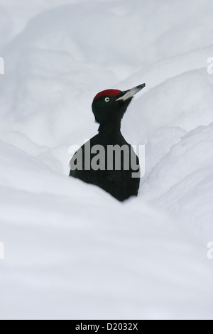 Männliche Black Woodpecker Dryocopus Martius im Schnee Stockfoto