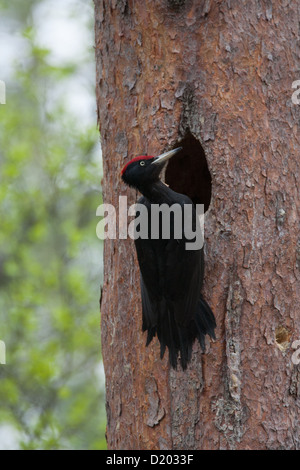Männliche Black Woodpecker Dryocopus Martius an nisten Loch Stockfoto
