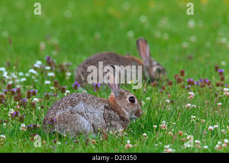 Zwei europäische Kaninchen / gemeinsame Kaninchen (Oryctolagus Cuniculus) Weiden im Feld mit Wildblumen Stockfoto