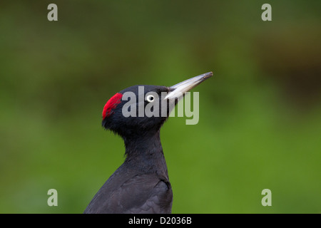 Weiblicher schwarzer Specht Dryocopus martius Stockfoto