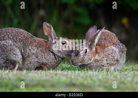 Zwei europäische Kaninchen / gemeinsame Kaninchen (Oryctolagus Cuniculus) Gruß und putzen im Bereich kleben Stockfoto