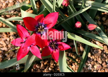 Tulipa Humilis "Alanya", Liliaceae. Eine rote Tulpe aus dem Iran und der Türkei Stockfoto