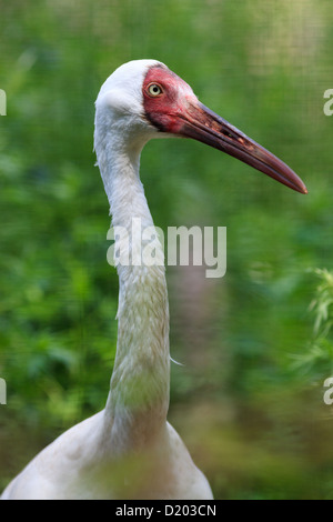 Grus Leucogeranus (Leucogeranus Leucogeranus), sibirische White Crane. Vögel in Gefangenschaft gehalten. Stockfoto