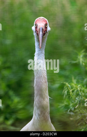 Grus Leucogeranus (Leucogeranus Leucogeranus), sibirische White Crane. Vögel in Gefangenschaft gehalten. Stockfoto