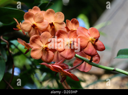 Ascda Suksamran Sonnenlicht "Süße Orange" Orange Hybriden Vanda Orchidee, Vandeae, Orchidaceae. Thailand. Vanda Orange Magie. Stockfoto