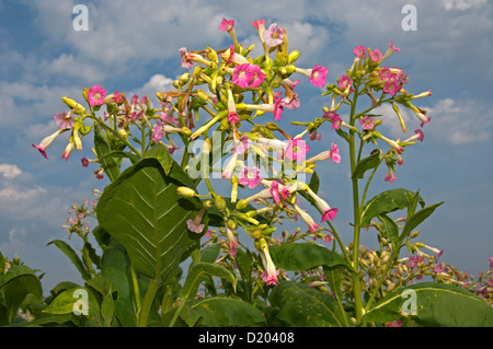 Blühende gemeinsame Tabak (Nicotiana Tabacum) Stockfoto