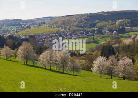 Kirschblüte und frischen grünen Rasen in Dirmingen, Saarland, Deutschland, Europa Stockfoto