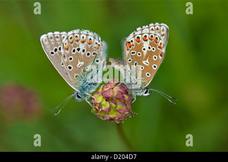 Paarung gemeinsame blaue Schmetterlinge (Polymattus Icarus) Stockfoto