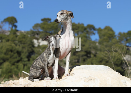 Whippet (englischer Greyhound Miniatur) Erwachsenen Hund und Welpen sitzen auf einem Felsen Stockfoto