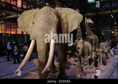 Präparierten Tieren, Grande Galerie de l'Évolution (Great Hall of Evolution), Paris Museum of Natural History, Paris, Frankreich Stockfoto