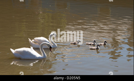 Ein paar Höckerschwäne und vier Cygnets auf der Kennet und Avon Kanal in Wiltshire, England. Stockfoto