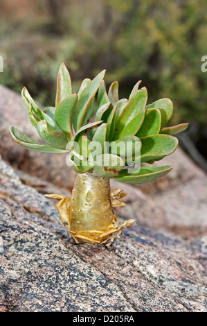 Botterboom (Tylecodon Paniculatus) in Lebensraum, Crassulaceae, Richtersveld, Südafrika Stockfoto