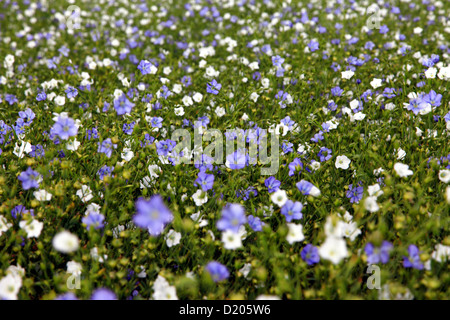 Nahaufnahme eines Feldes von Leinsamen wächst auf dem Hackpen Hill in Wiltshire, England. Stockfoto