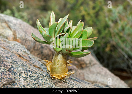 Botterboom (Tylecodon Paniculatus) in Lebensraum, Crassulaceae, Richtersveld, Südafrika Stockfoto