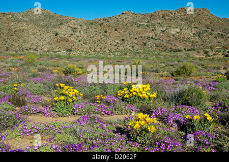 Frühling-Anzeige der Blumen im Goegap Nature Reserve, Namaqualand, Südafrika Stockfoto