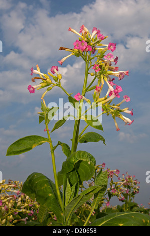 Blühende gemeinsame Tabak (Nicotiana Tabacum), Schweizer Mittelland, Kanton Zürich, Schweiz Stockfoto