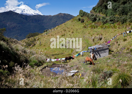 Antisana Vulkan (5758m) und Pferde von Papallacta gesehen passieren, Anden, Ecuador, Südamerika Stockfoto