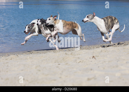 Whippet (englischer Greyhound Miniatur) vier Erwachsene am Strand Hund Stockfoto