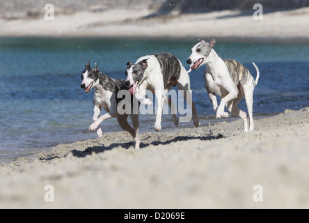 Whippet (englischer Greyhound Miniatur) drei Erwachsene am Strand Hund Stockfoto