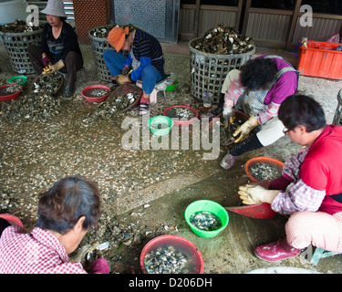 Frauen, die entfernen Austern, Tainan Stockfoto