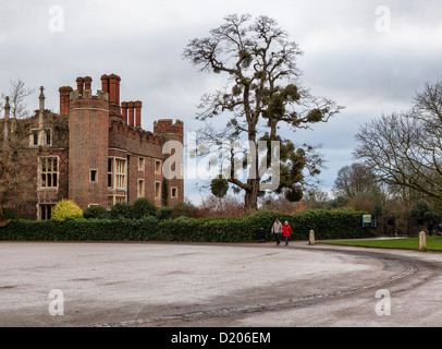 Parasitäre Pflanze Mistletoe, Viscum Album, auf einem Baum im Hampton Court Palace, Großbritannien Stockfoto