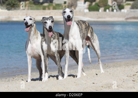 Whippet (englischer Greyhound Miniatur) drei Erwachsene verschiedene Farben stehen am Strand Hund Stockfoto