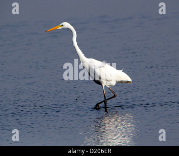 Silberreiher (Ardea Alba) jagen und Fischen in einem See Stockfoto