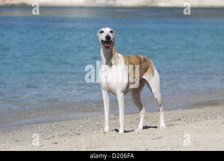Whippet (englischer Greyhound Miniatur) Erwachsene stehen am Strand Hund Stockfoto