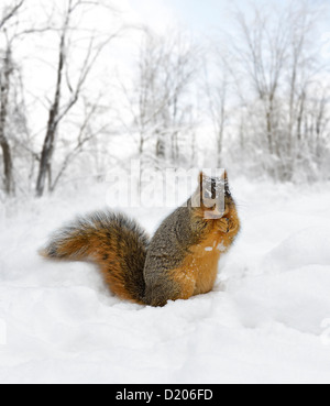 Fuchs, Eichhörnchen im Schnee Stockfoto