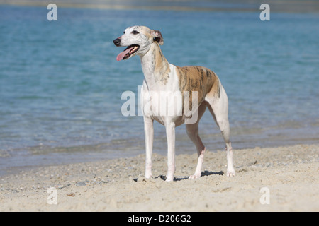 Whippet (englischer Greyhound Miniatur) Erwachsene stehen am Strand Hund Stockfoto