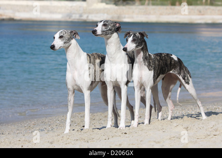 Whippet (englischer Greyhound Miniatur) drei Erwachsene verschiedene Farben stehen am Strand Hund Stockfoto