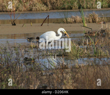 Große weiße Reiher (Ardea Alba) Jagd und ein Fisch zu essen Stockfoto