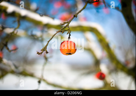 Apfelbaum Weingarten Baden-Württemberg Deutschland Stockfoto