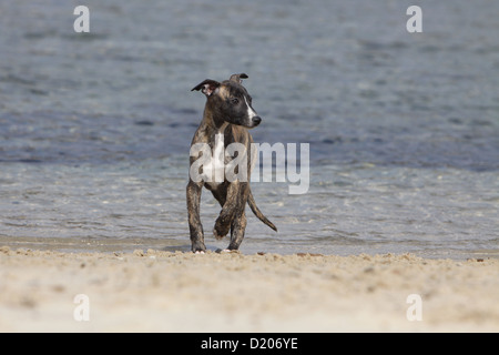 Hund Whippet (englischer Greyhound Miniatur) Welpen spazieren am Strand Stockfoto