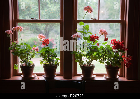 Rosa und rote Geranien im Fenster das Bauernhaus von Anne of Green Gables in Cavendish Stockfoto