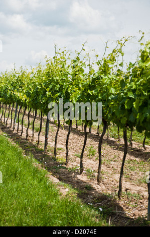 Weinreben in der Weinregion Poysdorf, Wein-Region, Niederösterreich, Österreich Stockfoto